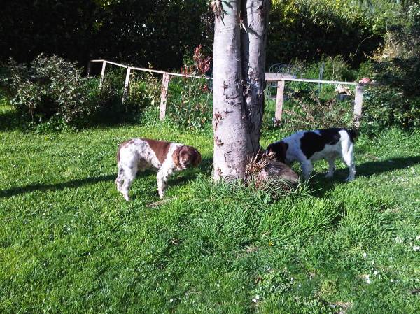 Max and banjo by tree