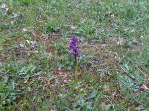 IMG00125-20100417-1447