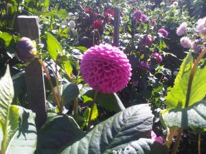 IMG00403-20100925-1150