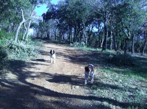 Deeper into the forest......