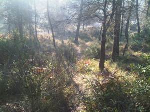 The mist rising in the Brague, or the smoke of my dreams of going to Sydney for the last Test?