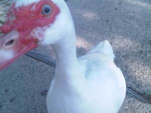 IMG00527-20110522-0951