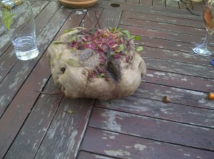 A northern beetroot