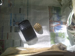  A baby tortoise, next to my blackberry to give it scale
