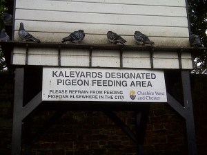 Kaleyards designated pigeon feeding area