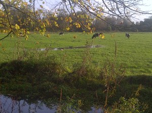 Sun, warmth and green fields in Arundel