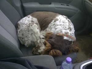 The lovely Max, the proper dog, taking a nap in the car