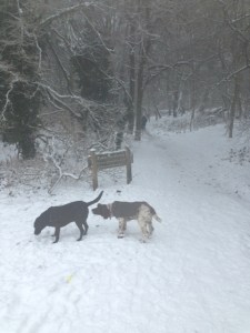 dogs sniffing in thr snow