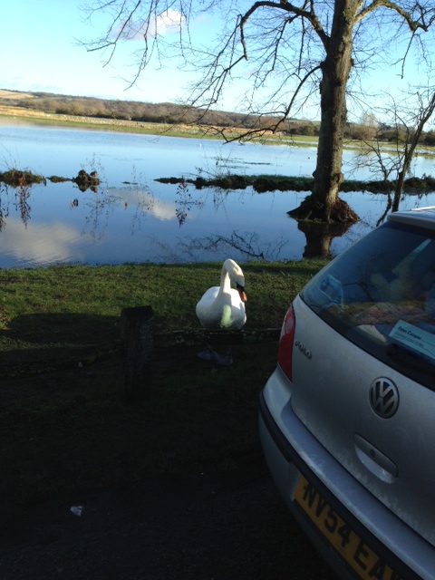 swan in Arundel