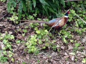 cock phesant picture