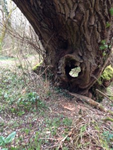 tree with hole