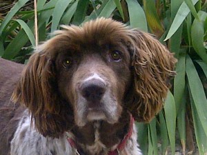 Max the springer spaniel, nearly getting me into trouble springer