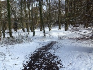 Snow in houghton Woods