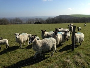 sheep on the south downs