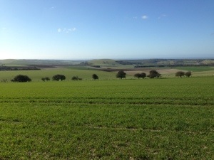 South Dowms in spring