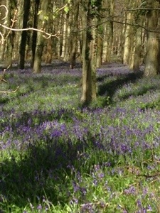 Sussex bluebells