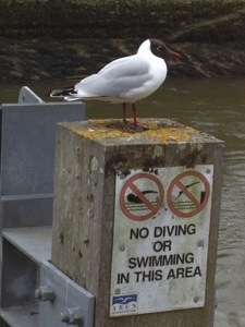 seagull takes the piss