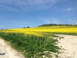 rapeseed crop