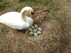 swan's nest with eggs
