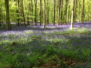 bluebell woods