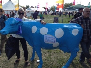 blue cow