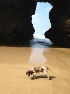 it's a dogs life in Cornwall