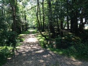 New Forest path picture of the New Forest