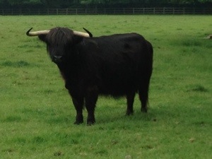 bull in field