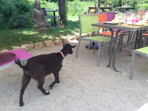 goat waiter