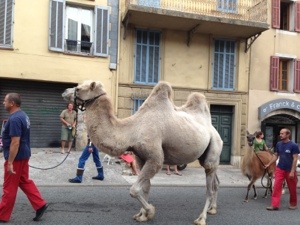 animals in Valbonne