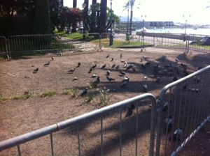 pigeons on the beach