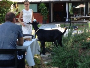 goat in restaurant
