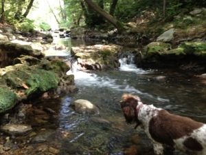 the Brague near Biot