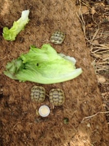 tortoises just hatched