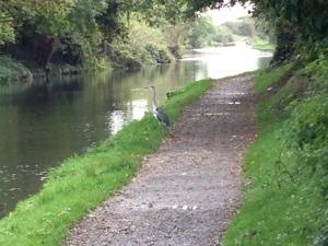 heron on canal