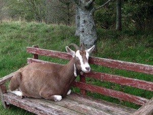 goat on a bench