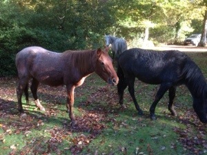 new forest ponies