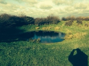 pond in sussex