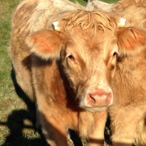 sussex cow