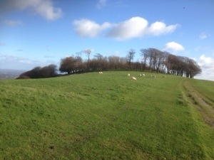 sussex downs walks