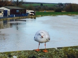 young seagull picture