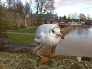 seagull avoids bad weather on the coast
