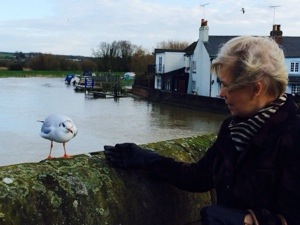 seagull on bridge
