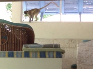 monkey in house