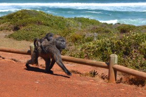 That baboon with baby attached