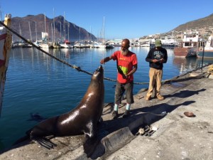 Seals jumping out of the water for fishy titbits in Houts Bay